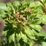 Green Rose / Грін Роуз